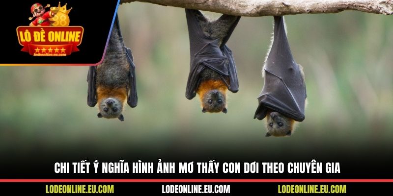 Chi tiết ý nghĩa hình ảnh mơ thấy con dơi theo chuyên gia