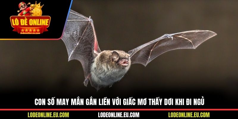 Con số may mắn gắn liền với giấc mơ thấy dơi khi đi ngủ